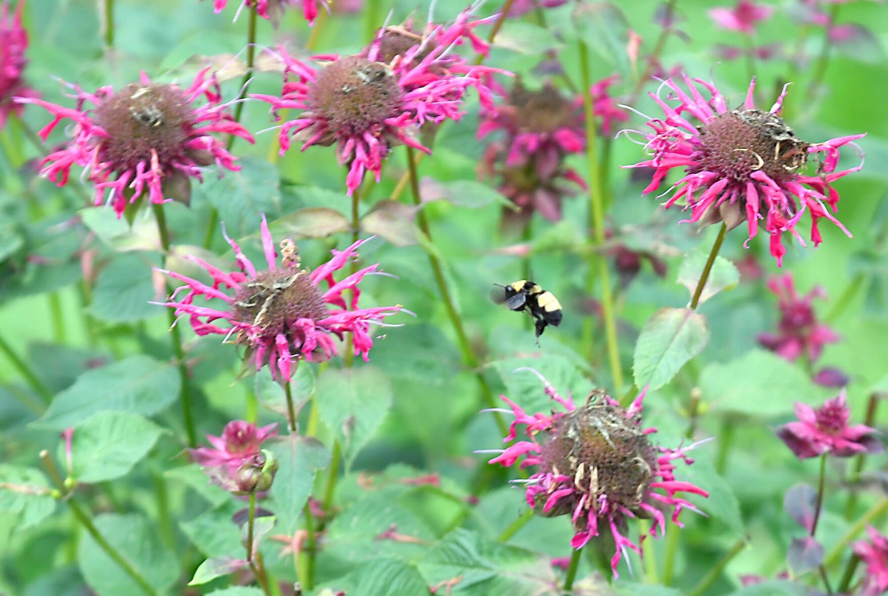 Pollinator garden 4